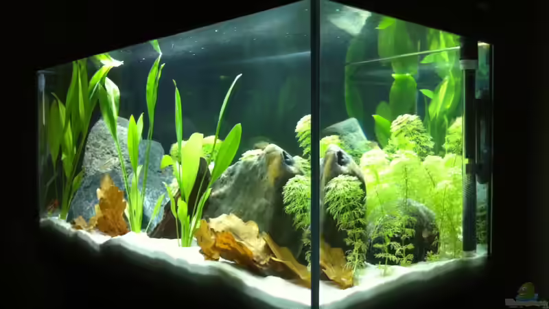 Aquarium Little_S-America von Found_Nemo (3)