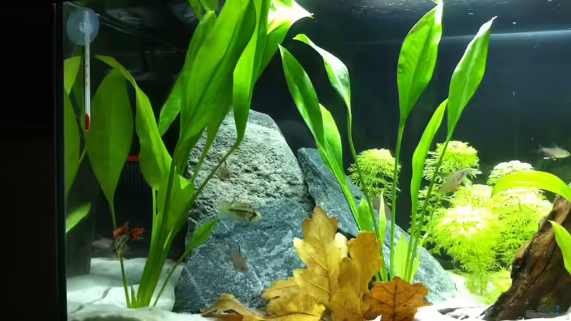 Aquarium Little_S-America von Found_Nemo (4)