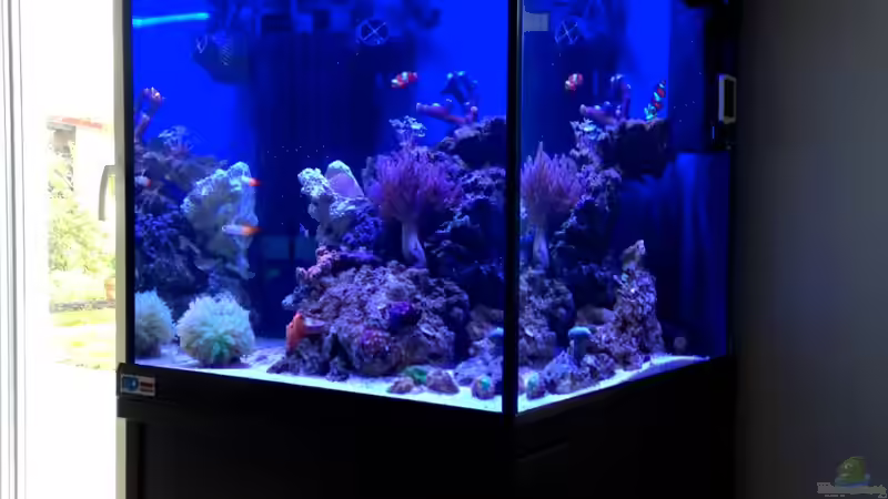 Aquarium Little Sea von MW Luca (12)