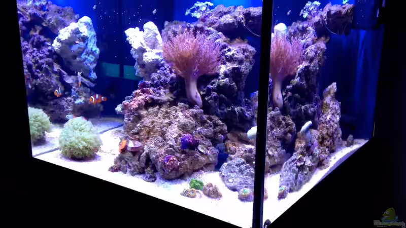 Aquarium Little Sea von MW Luca (13)