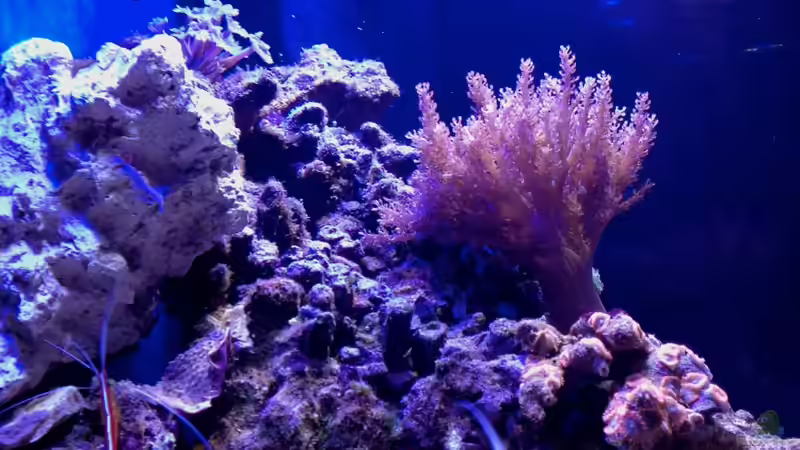 Aquarium Little Sea von MW Luca (14)