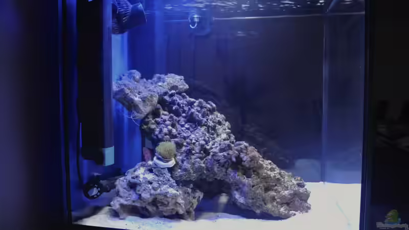 Aquarium Little Sea von MW Luca (16)