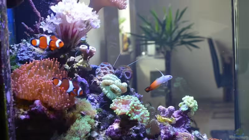 Aquarium Little Sea von MW Luca (2)