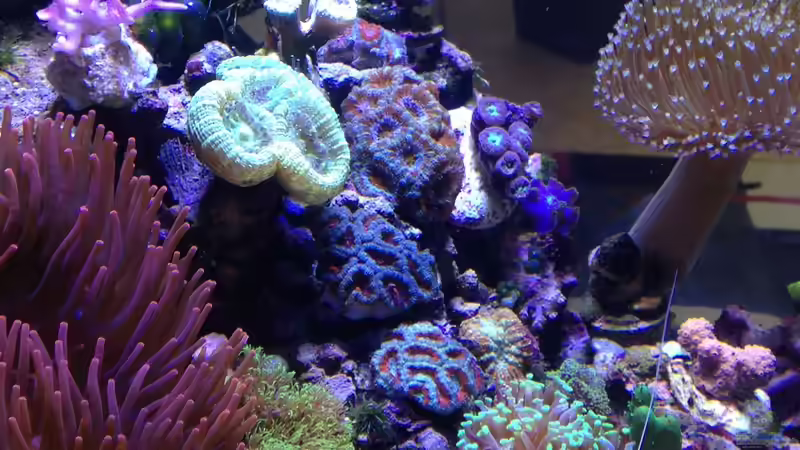 Aquarium Little Sea von MW Luca (3)