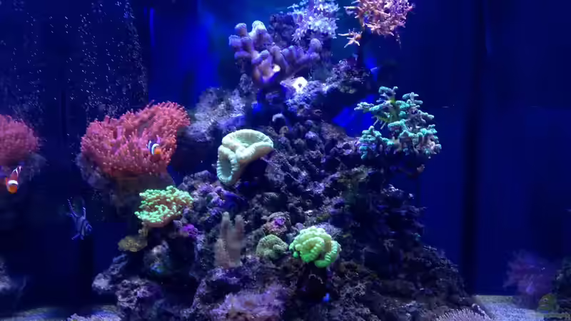 Aquarium Little Sea von MW Luca (5)