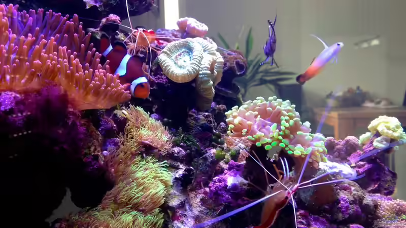 Aquarium Little Sea von MW Luca (7)