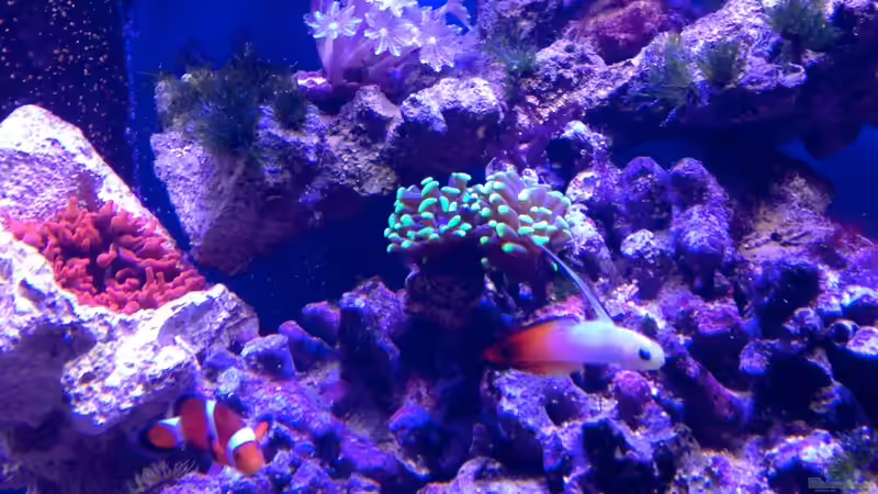 Aquarium Little Sea von MW Luca (9)