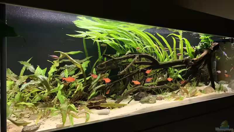 Aquarium little Southamerica Tank von Fäbi_CH (3)