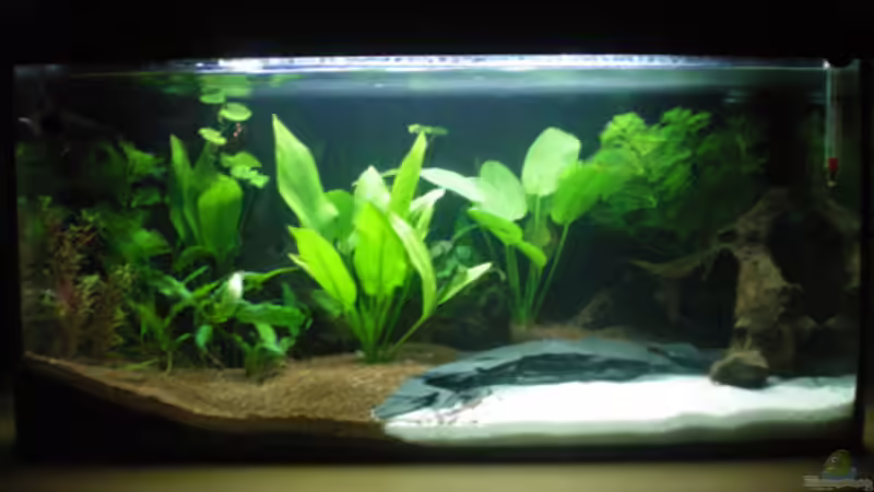 Aquarium Little Südamerika von Thomas Ahrens (3)