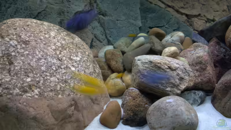 Aquarium little Taiwan Reef von aquariumwelt (3)