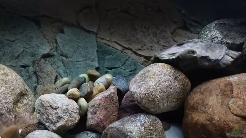 Aquarium little Taiwan Reef von aquariumwelt (4)