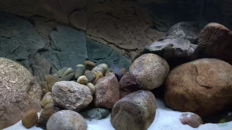 Aquarium little Taiwan Reef von aquariumwelt (5)