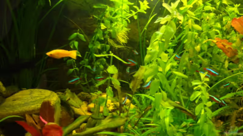 Aquarium little Tank von B1gT4nk (4)