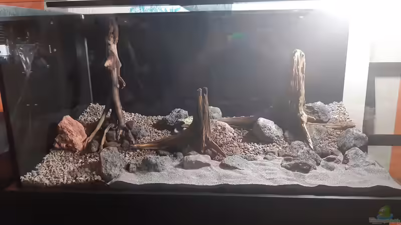 Aquarium LittleSalmlerforest von Lopar1986 (4)