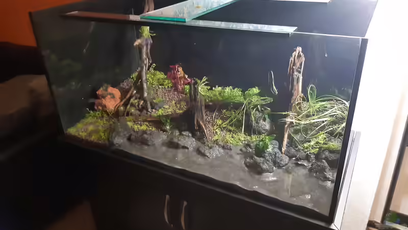 Aquarium LittleSalmlerforest von Lopar1986 (6)