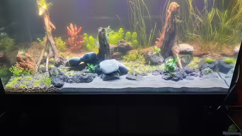 Aquarium LittleSalmlerforest von Lopar1986 (8)