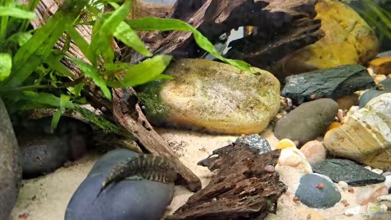 Aquarium Loaches again von okefenokee (10)