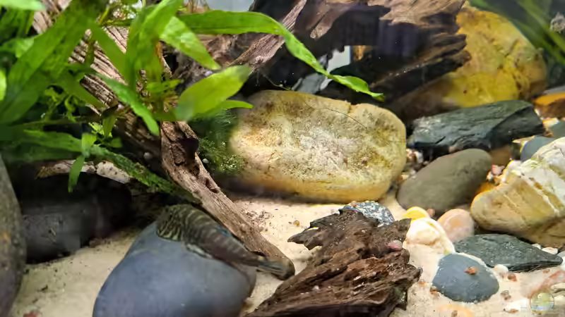 Aquarium Loaches again von okefenokee (11)