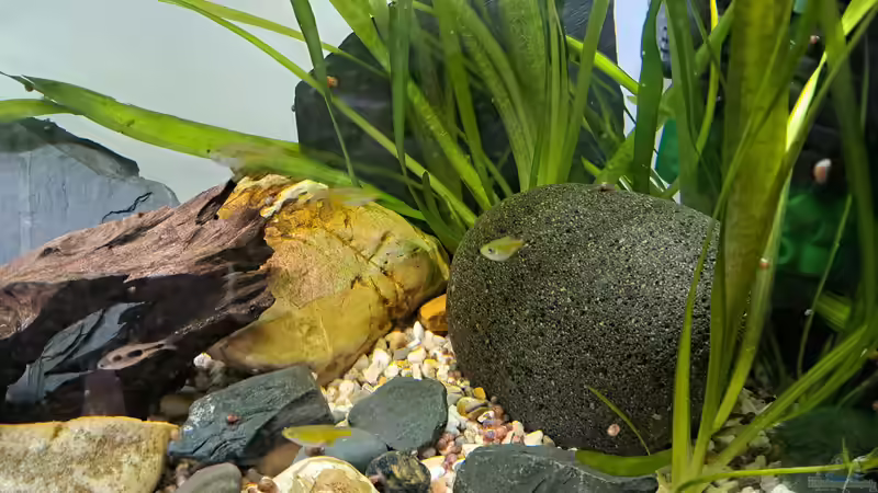 Aquarium Loaches again von okefenokee (12)