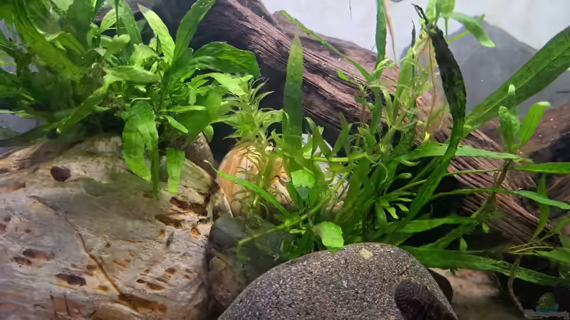 Aquarium Loaches again von okefenokee (6)