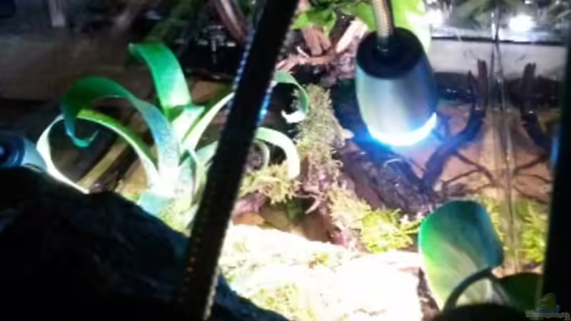 Aquarium Low tech Riparium von Markaroni (10)