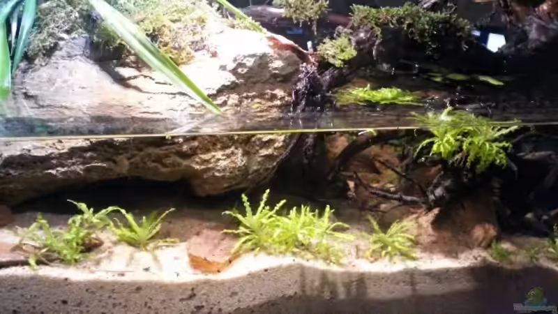 Aquarium Low tech Riparium von Markaroni (11)
