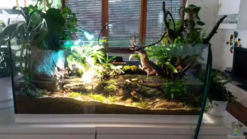 Aquarium Low tech Riparium von Markaroni (2)