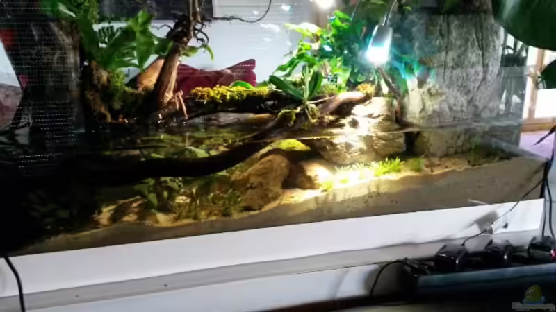 Aquarium Low tech Riparium von Markaroni (3)