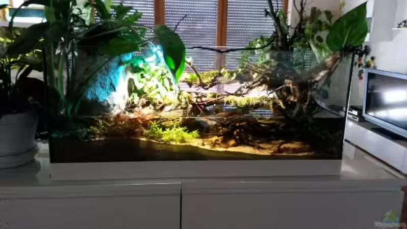 Aquarium Low tech Riparium von Markaroni (5)