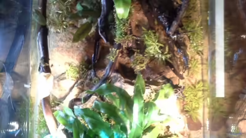 Aquarium Low tech Riparium von Markaroni (7)