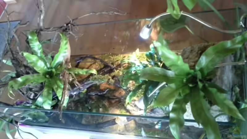 Aquarium Low tech Riparium von Markaroni (8)