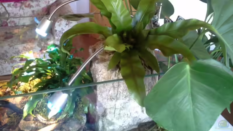 Aquarium Low tech Riparium von Markaroni (9)