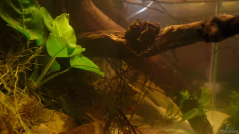 Aquarium M. r.+A. sp.r.F. von Cichlid Power (4)