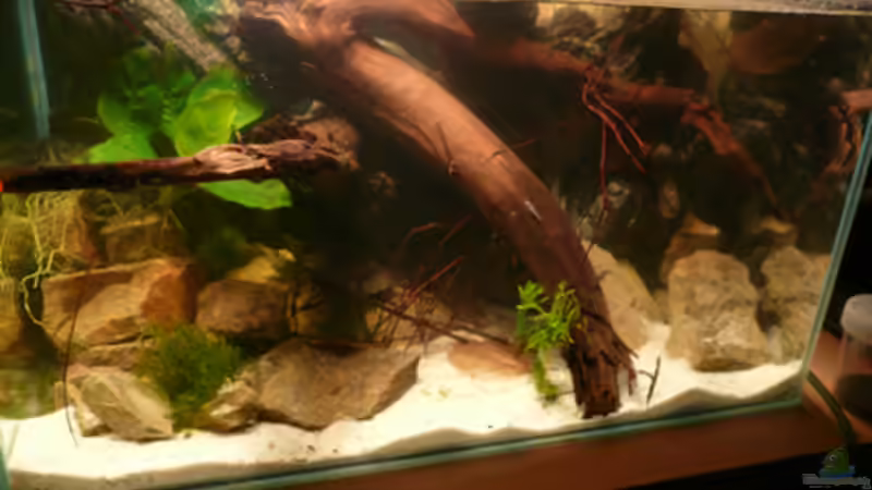 Aquarium M. r.+A. sp.r.F. von Cichlid Power (5)