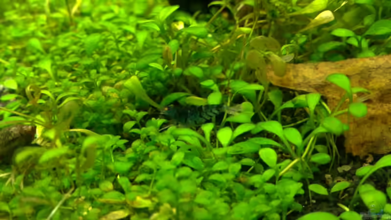 Aquarium Märchenwald von Capitan Hook (12)