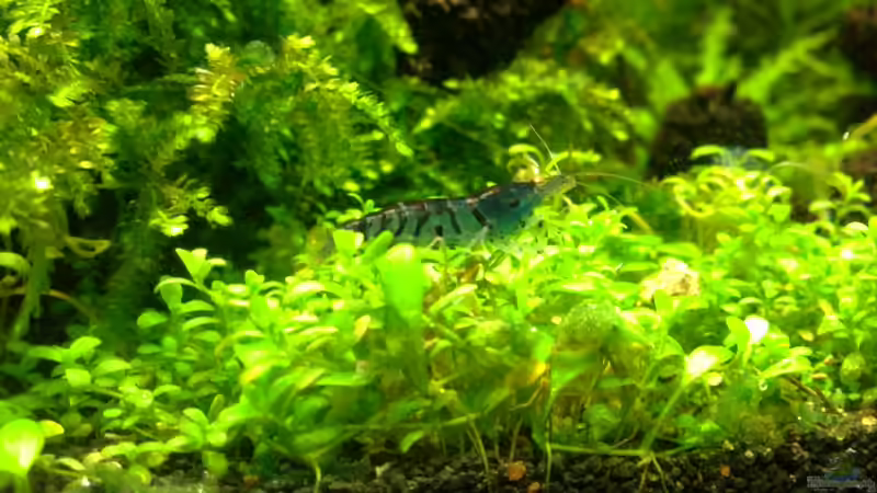 Aquarium Märchenwald von Capitan Hook (13)