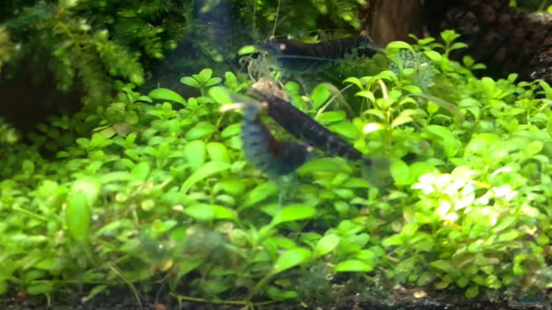 Aquarium Märchenwald von Capitan Hook (14)