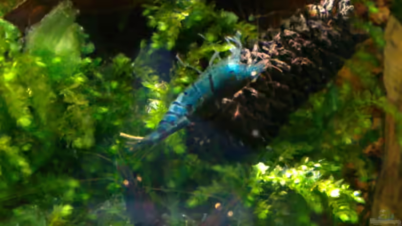 Aquarium Märchenwald von Capitan Hook (15)