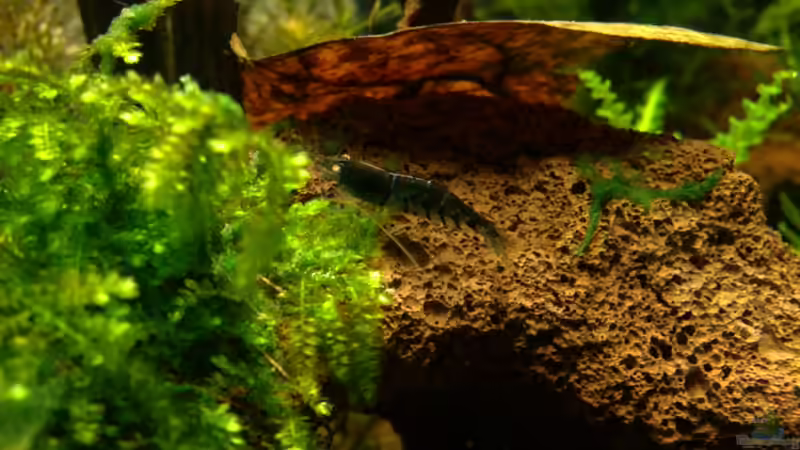 Aquarium Märchenwald von Capitan Hook (16)