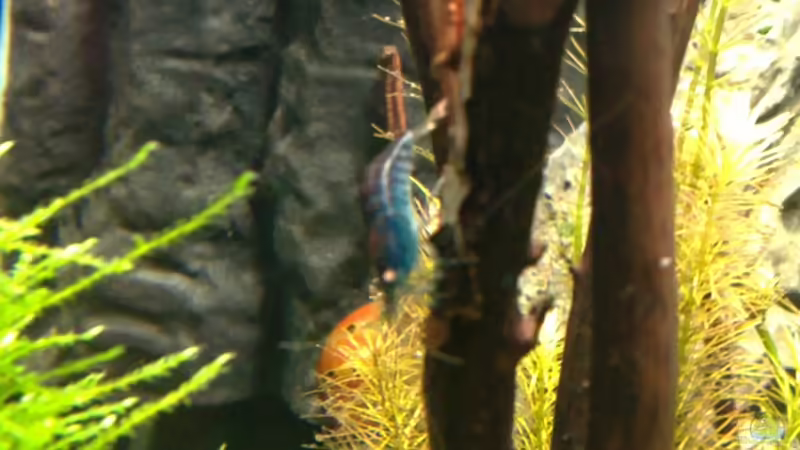 Aquarium Märchenwald von Capitan Hook (17)