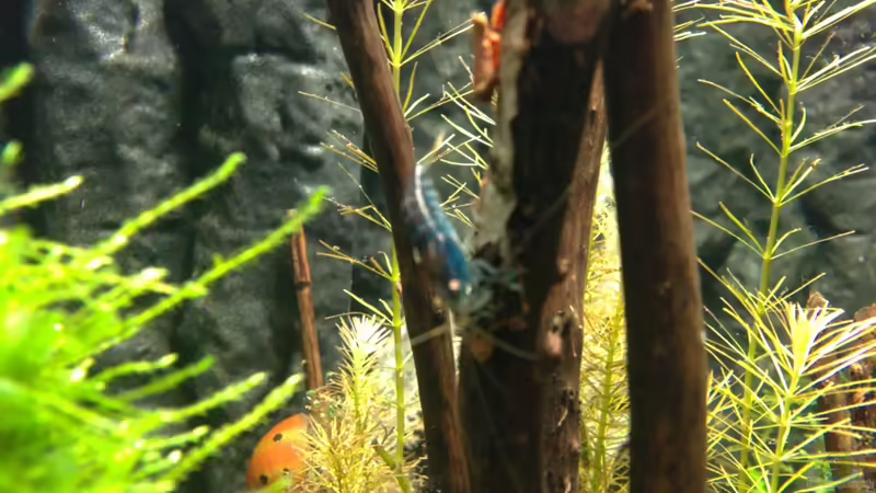 Aquarium Märchenwald von Capitan Hook (18)