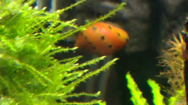 Aquarium Märchenwald von Capitan Hook (6)