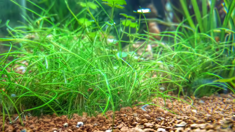 Aquarium Märchenwald von Solvin (10)