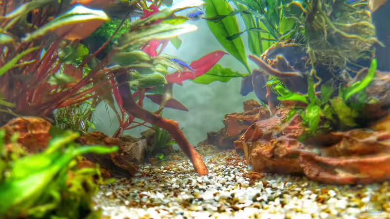 Aquarium Märchenwald von Solvin (11)