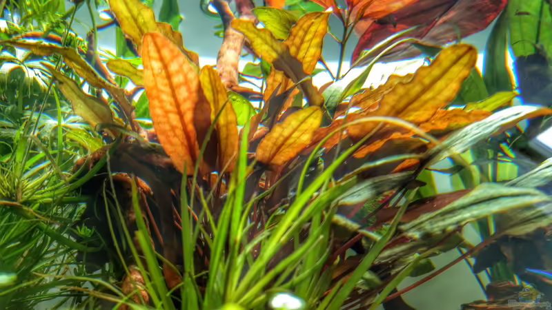 Aquarium Märchenwald von Solvin (14)