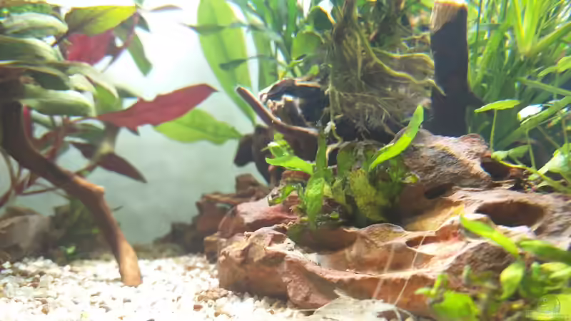 Aquarium Märchenwald von Solvin (15)