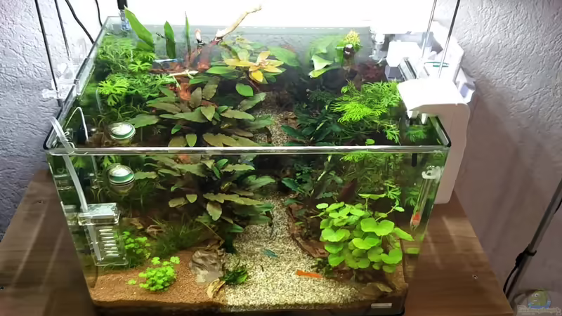 Aquarium Märchenwald von Solvin (17)