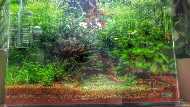 Aquarium Märchenwald von Solvin (3)