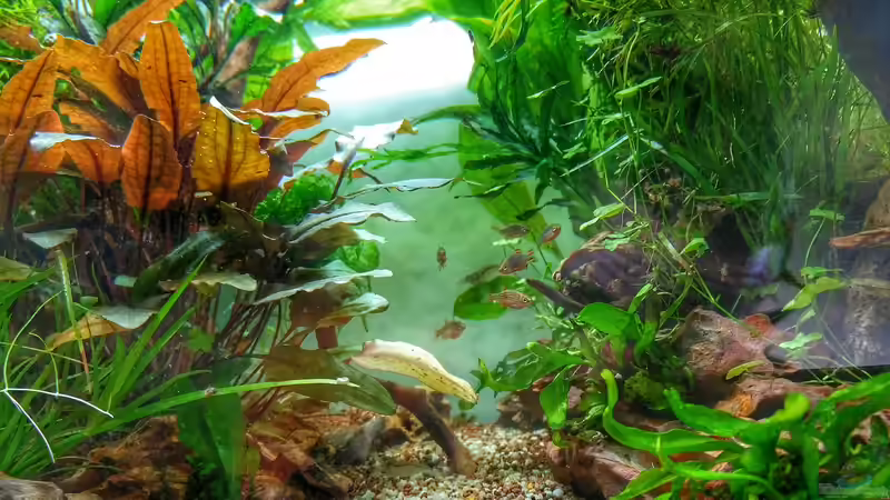 Aquarium Märchenwald von Solvin (4)