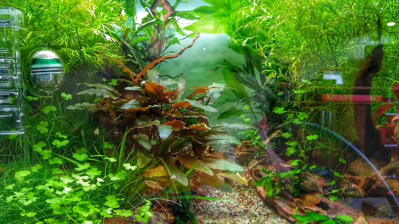 Aquarium Märchenwald von Solvin (5)